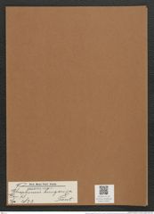 Rhaphoneis hungarica Pant. (de-Toni-Nr.: Genus 78, Species 2833) Zeichnungen Sammlung Grunow Mappe 03001 (Herbarium_W_Grunow_drawings_Folder_03001)